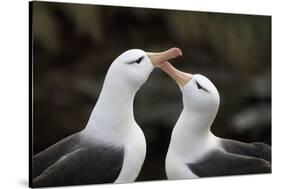 Black-Browed Albatross. Saunders Island. Falkland Islands.-Tom Norring-Stretched Canvas