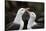 Black-Browed Albatross. Saunders Island. Falkland Islands.-Tom Norring-Stretched Canvas