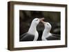 Black-Browed Albatross. Saunders Island. Falkland Islands.-Tom Norring-Framed Photographic Print