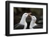 Black-Browed Albatross. Saunders Island. Falkland Islands.-Tom Norring-Framed Photographic Print