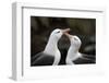 Black-Browed Albatross. Saunders Island. Falkland Islands.-Tom Norring-Framed Photographic Print