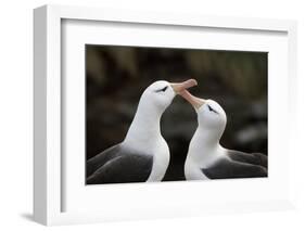 Black-Browed Albatross. Saunders Island. Falkland Islands.-Tom Norring-Framed Photographic Print