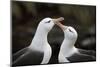 Black-Browed Albatross. Saunders Island. Falkland Islands.-Tom Norring-Mounted Photographic Print