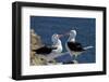 Black-Browed Albatross. Saunders Island. Falkland Islands.-Tom Norring-Framed Photographic Print