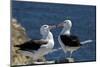 Black-Browed Albatross. Saunders Island. Falkland Islands.-Tom Norring-Mounted Photographic Print