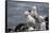 Black-Browed Albatross. Saunders Island. Falkland Islands.-Tom Norring-Framed Stretched Canvas