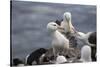 Black-Browed Albatross. Saunders Island. Falkland Islands.-Tom Norring-Stretched Canvas