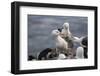 Black-Browed Albatross. Saunders Island. Falkland Islands.-Tom Norring-Framed Photographic Print