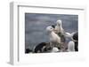 Black-Browed Albatross. Saunders Island. Falkland Islands.-Tom Norring-Framed Photographic Print