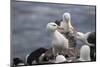 Black-Browed Albatross. Saunders Island. Falkland Islands.-Tom Norring-Mounted Photographic Print