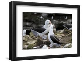 Black-Browed Albatross. Saunders Island. Falkland Islands.-Tom Norring-Framed Photographic Print