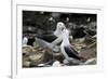 Black-Browed Albatross. Saunders Island. Falkland Islands.-Tom Norring-Framed Photographic Print