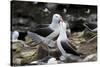 Black-Browed Albatross. Saunders Island. Falkland Islands.-Tom Norring-Stretched Canvas
