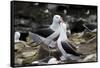 Black-Browed Albatross. Saunders Island. Falkland Islands.-Tom Norring-Framed Stretched Canvas