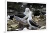 Black-Browed Albatross. Saunders Island. Falkland Islands.-Tom Norring-Framed Photographic Print