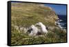 Black-Browed Albatross (Thalassarche Melanophris) Adult and Chick on West Point Island-Michael Nolan-Framed Stretched Canvas