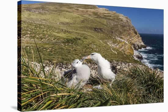 Black-Browed Albatross (Thalassarche Melanophris) Adult and Chick on West Point Island-Michael Nolan-Stretched Canvas