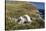 Black-Browed Albatross (Thalassarche Melanophris) Adult and Chick on West Point Island-Michael Nolan-Stretched Canvas