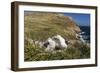 Black-Browed Albatross (Thalassarche Melanophris) Adult and Chick on West Point Island-Michael Nolan-Framed Photographic Print