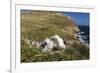 Black-Browed Albatross (Thalassarche Melanophris) Adult and Chick on West Point Island-Michael Nolan-Framed Photographic Print