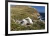 Black-Browed Albatross (Thalassarche Melanophris) Adult and Chick on West Point Island-Michael Nolan-Framed Photographic Print