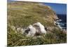 Black-Browed Albatross (Thalassarche Melanophris) Adult and Chick on West Point Island-Michael Nolan-Mounted Photographic Print