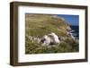 Black-Browed Albatross (Thalassarche Melanophris) Adult and Chick on West Point Island-Michael Nolan-Framed Photographic Print