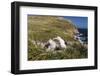 Black-Browed Albatross (Thalassarche Melanophris) Adult and Chick on West Point Island-Michael Nolan-Framed Photographic Print