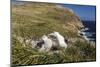 Black-Browed Albatross (Thalassarche Melanophris) Adult and Chick on West Point Island-Michael Nolan-Mounted Photographic Print