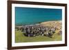 Black-browed albatross (Thalassarche melanophris) breeding colony on Saunders Island, Falkland Isla-Michael Nolan-Framed Photographic Print