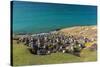 Black-browed albatross (Thalassarche melanophris) breeding colony on Saunders Island, Falkland Isla-Michael Nolan-Stretched Canvas