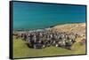 Black-browed albatross (Thalassarche melanophris) breeding colony on Saunders Island, Falkland Isla-Michael Nolan-Framed Stretched Canvas