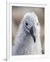 Black-browed albatross (Thalassarche melanophris), chick at breeding colony on Saunders Island-Michael Nolan-Framed Photographic Print