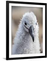 Black-browed albatross (Thalassarche melanophris), chick at breeding colony on Saunders Island-Michael Nolan-Framed Photographic Print