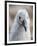 Black-browed albatross (Thalassarche melanophris), chick at breeding colony on Saunders Island-Michael Nolan-Framed Photographic Print