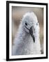 Black-browed albatross (Thalassarche melanophris), chick at breeding colony on Saunders Island-Michael Nolan-Framed Photographic Print