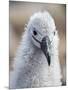 Black-browed albatross (Thalassarche melanophris), chick at breeding colony on Saunders Island-Michael Nolan-Mounted Photographic Print