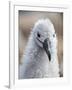 Black-browed albatross (Thalassarche melanophris), chick at breeding colony on Saunders Island-Michael Nolan-Framed Photographic Print