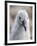 Black-browed albatross (Thalassarche melanophris), chick at breeding colony on Saunders Island-Michael Nolan-Framed Photographic Print