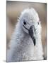 Black-browed albatross (Thalassarche melanophris), chick at breeding colony on Saunders Island-Michael Nolan-Mounted Photographic Print