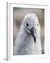 Black-browed albatross (Thalassarche melanophris), chick at breeding colony on Saunders Island-Michael Nolan-Framed Photographic Print