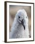 Black-browed albatross (Thalassarche melanophris), chick at breeding colony on Saunders Island-Michael Nolan-Framed Photographic Print