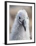 Black-browed albatross (Thalassarche melanophris), chick at breeding colony on Saunders Island-Michael Nolan-Framed Photographic Print