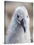 Black-browed albatross (Thalassarche melanophris), chick at breeding colony on Saunders Island-Michael Nolan-Stretched Canvas