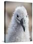 Black-browed albatross (Thalassarche melanophris), chick at breeding colony on Saunders Island-Michael Nolan-Stretched Canvas