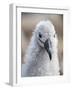 Black-browed albatross (Thalassarche melanophris), chick at breeding colony on Saunders Island-Michael Nolan-Framed Photographic Print