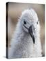 Black-browed albatross (Thalassarche melanophris), chick at breeding colony on Saunders Island-Michael Nolan-Stretched Canvas