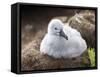 Black-browed albatross (Thalassarche melanophris), chick at breeding colony on Saunders Island-Michael Nolan-Framed Stretched Canvas