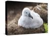 Black-browed albatross (Thalassarche melanophris), chick at breeding colony on Saunders Island-Michael Nolan-Stretched Canvas