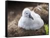 Black-browed albatross (Thalassarche melanophris), chick at breeding colony on Saunders Island-Michael Nolan-Framed Stretched Canvas